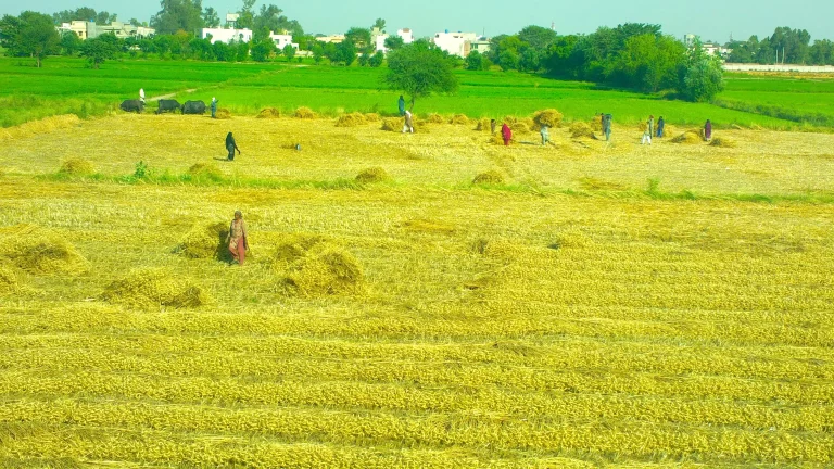 A_wheat_field_in_Punjab,_Pakistan